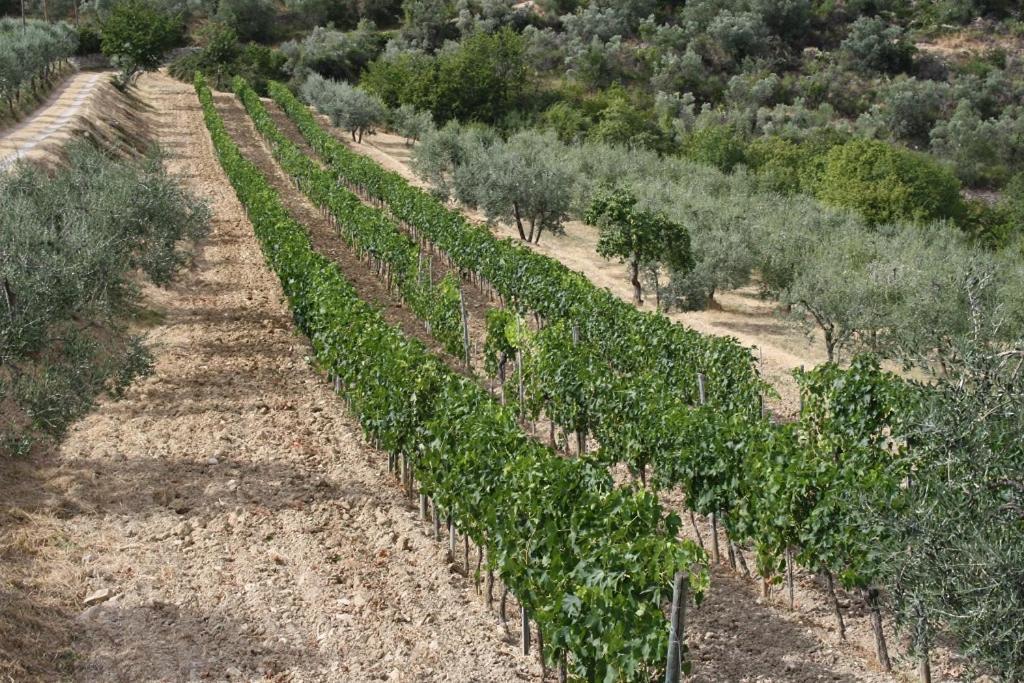 מלון גרבה אין קיאנטי Agriturismo Podere Somigli Di Lorenzo Correani מראה חיצוני תמונה