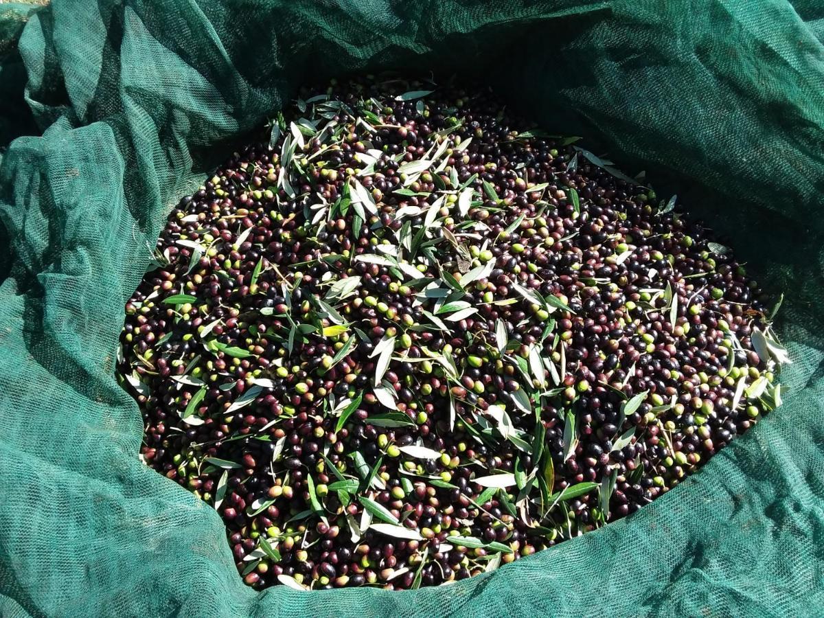 מלון גרבה אין קיאנטי Agriturismo Podere Somigli Di Lorenzo Correani מראה חיצוני תמונה