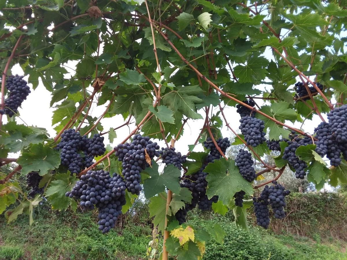 מלון גרבה אין קיאנטי Agriturismo Podere Somigli Di Lorenzo Correani מראה חיצוני תמונה